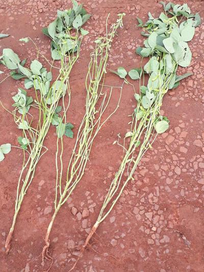Cantu - Excesso de chuvas faz soja germinar, grÃ£os arderem e plantas abortarem vagens